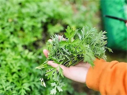 蘄艾 野地中的“草中之王”，一草多用，見之莫棄